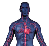 visualization of human circulatory system