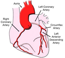 Heart function diagram