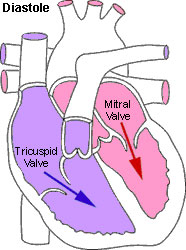 Heart diagram