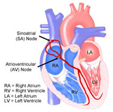 cutaway of human heart