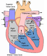 detailed diagram of human heart
